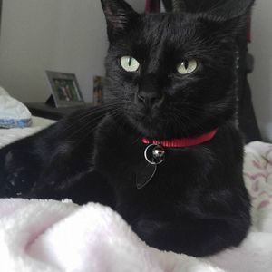 Meet your Posher, Honest